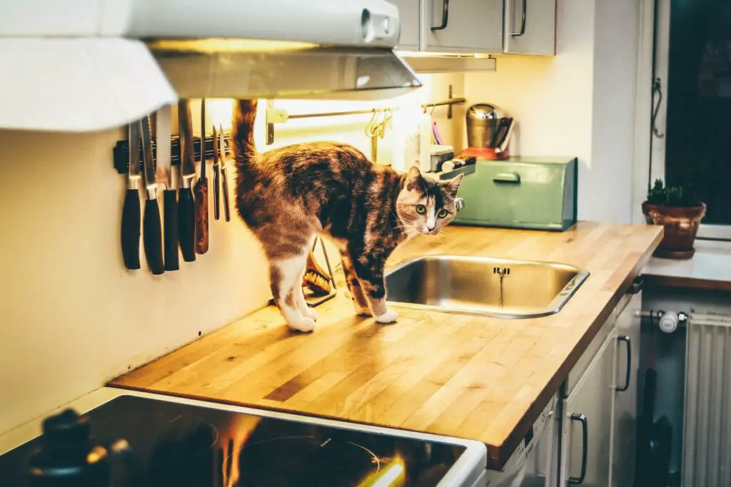 kitchen cat